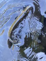 IMG_1839.jpeg