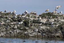 D01MixedGulls2777.jpg