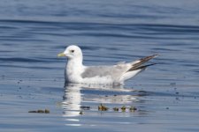 D03ShortBilledGull2866.jpg