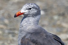 D05HeermannsGull3806 copy.jpg