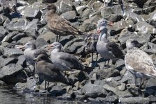 D6HeermannsGulls3582 copy.jpg