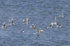 D07BonapartesGulls0465.jpg