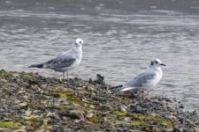 D08BonapartesGulls4949.jpg