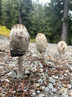 2025-10-04 11.38.02.jpg