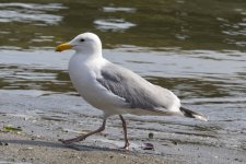 D12GlaucousWingedGull0210.jpg