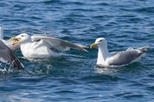 D13GlaucousWingedGullsWSandLance6222.jpg