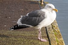 D15WesternGull9452.jpg