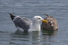 D17WesternGull&BeggingFledgling8957.jpg
