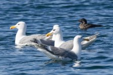 D18GlaucousWinged&OtherGulls6039.jpg