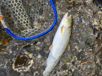 IMG_0046.jpeg