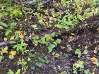 IMG_6756.jpeg