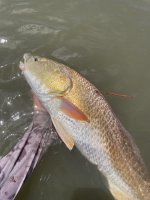 IMG_8263.jpeg IMG_8263.jpeg