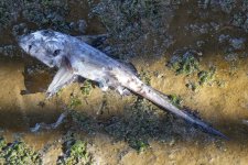 CSpottedRatfish5840.jpg CSpottedRatfish5840.jpg