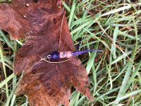 IMG_4439.jpeg