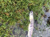 IMG_4437.jpeg