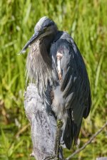 B01GreatBlueHeron3557.jpg