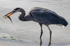B03GreatBlueHeronWStaghornSculpin5479.jpg