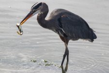 B04GreatBlueHeronWStaghornSculpin5485.jpg