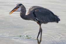 B05GreatBlueHeronWStaghornSculpin5486.jpg