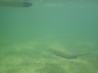 AuditOtter2.jpg