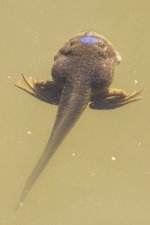 A01BullfrogTadpoleDeveloping3644.jpg A01BullfrogTadpoleDeveloping3644.jpg