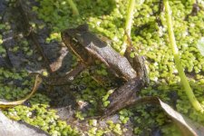 A02NorthernRedLeggedFrog5816.jpg A02NorthernRedLeggedFrog5816.jpg