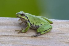 A04PacificTreefrog4401.jpg A04PacificTreefrog4401.jpg