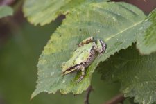 A03PacificTreeFrog5824.jpg A03PacificTreeFrog5824.jpg