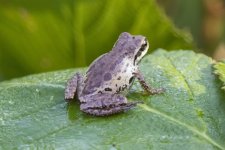 A05PacificTreefrog4406.jpg A05PacificTreefrog4406.jpg