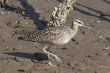 DA1Whimbrel5579.jpg