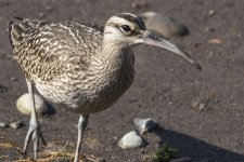 Da2Whimbrel5549.jpg