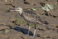 DA3WhimbrelWShoreCrab5606.jpg