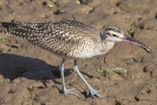 DA4WhimbrelWShoreCrab5597.jpg