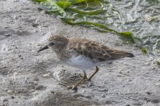DC1LeastSandpiper5463.jpg