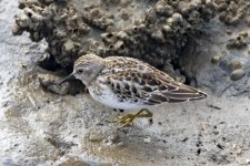 DC2LeastSandpiper5456.jpg