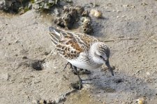 DD1WesternSandpiper5505.jpg