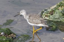 DE1GreaterYellowlegs5418.jpg