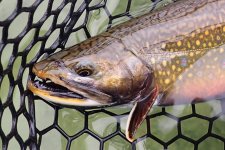 Brookie1b.jpg