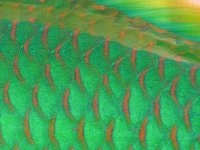 Scales and Fin.jpg