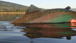 Fish1b.jpg