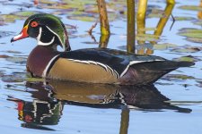 B02WoodDuckDrake5765.jpg