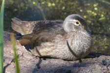 B04WoodDuckHen3556.jpg