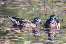 B06WoodDuckPair5727.jpg