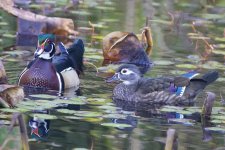 B07WoodDuckPair5734.jpg