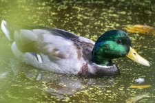 C09MallardDrake5627.jpg