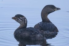A01PiedBilledGrebeAdult&Chick5658.jpg