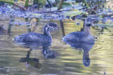 A02PiedBilledGrebeAdult&Offspring5641.jpg