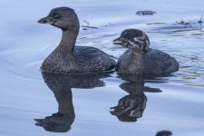 A03PiedBilledGrebeAdult&Chick5653.jpg