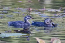 A06PiedBilledGrebeChick&AdultWSlimySculpin.jpg