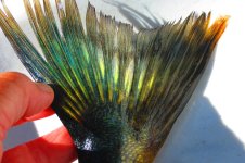 blue fin 2 %282%29.JPG